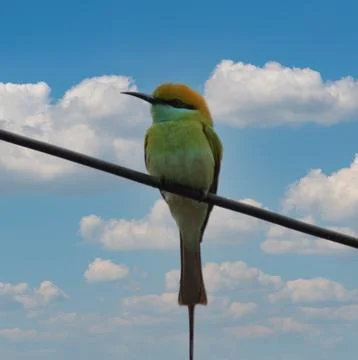 Parrot sitting on a cable 写真素材