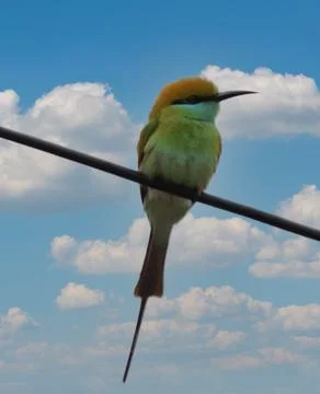 Parrot sitting on a cable Foto stock