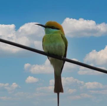 Parrot sitting on a cable Foto stock