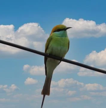 Parrot sitting on a cable Stock Photos
