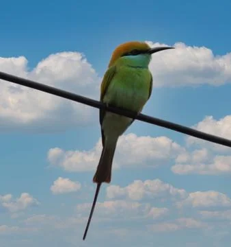 Parrot sitting on a cable 스톡 사진