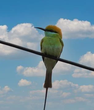 Parrot sitting on a cable Stock-Fotos