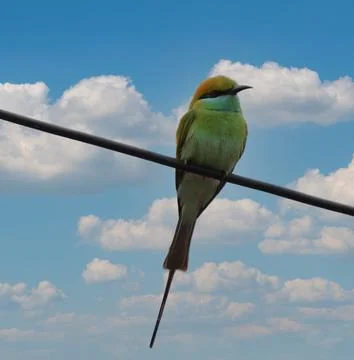 Parrot sitting on a cable Foto stock