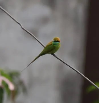 Parrot sitting on a cable Stockfoto's