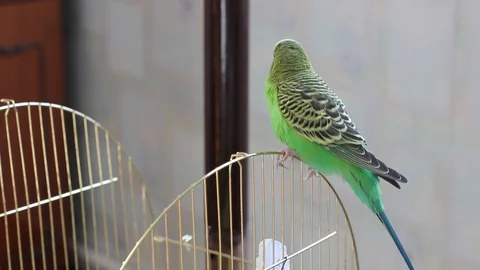 A parrot sitting on a cage Stockbeeldmateriaal 119692783