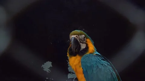 Parrot sitting in cage Stock Footage 132707869