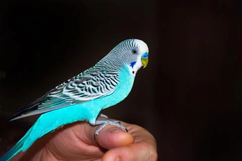 Parrot sitting on hand Foto stock