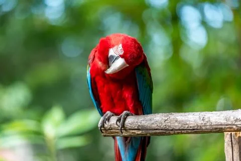 Parrot is sitting with its head down Stock Photos