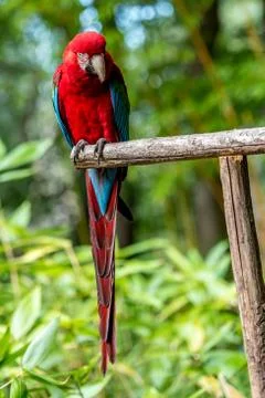 Parrot is sitting with its head down looking at the ground Stock Photos