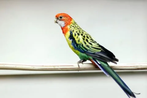 Parrot sitting on a perch. Close-up Stock Photos