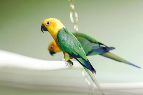 Parrot sitting on a perch 스톡 사진