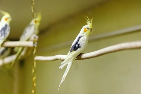 Parrot sitting on a perch. 스톡 사진