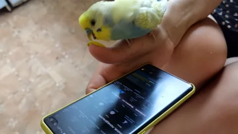 Parrot sitting on the phone Stock Footage 156378406