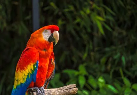 Parrot sitting Foto stock