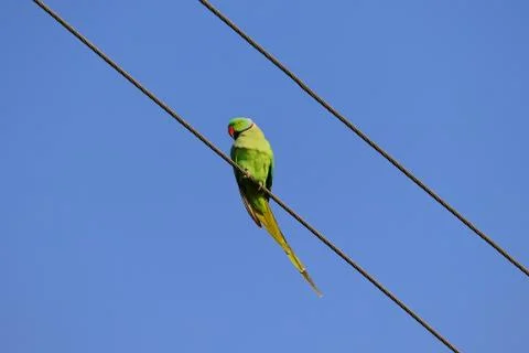 Parrot sitting Stock Photos