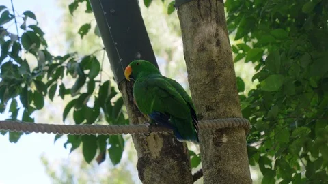 Parrot sitting on rope in the rainforest Stock Footage 112367221
