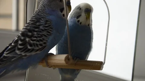 Parrot sitting on a swing in front of a mirror. Stock Footage 125523059