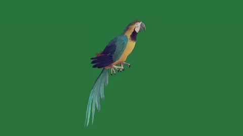A parrot sitting on top of green screen and blue yellow perched branch design Stock-Footage 335147588