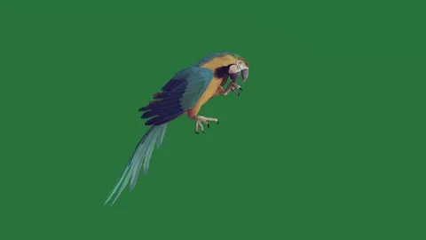 A parrot sitting on top of green screen and blue yellow perched branch flying 库存影片 335147595