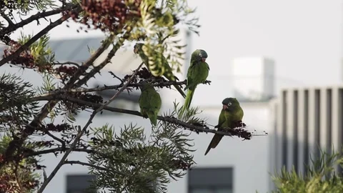 A parrot sitting on top of a tree Stock Footage 155405525