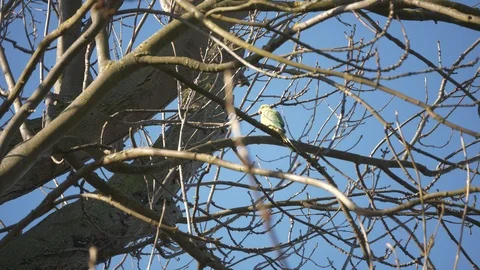 A parrot sitting on a tree branch before flying away. Stock Footage 102499592