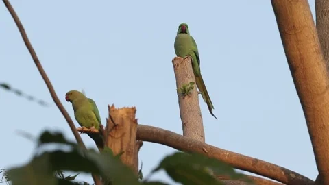Parrot sitting on the tree branch Stock Footage 207772585