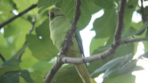 A parrot sitting on a tree branch. Stock Footage 220792673