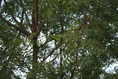 Parrot sitting in the tree Stock Photos