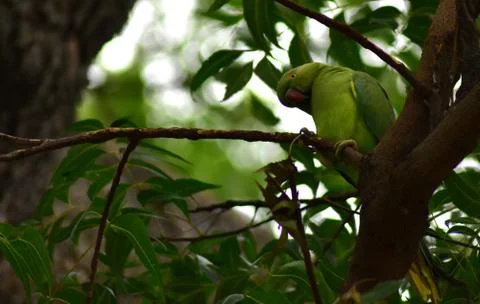 Parrot sitting on the tree Stock Photos
