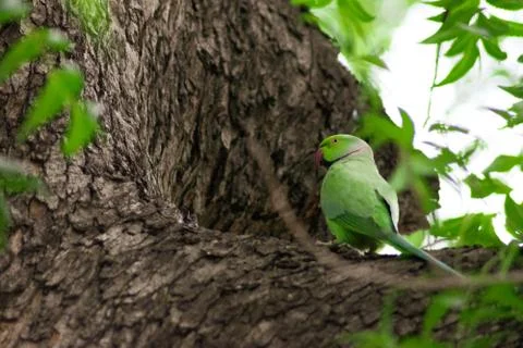 Parrot sitting on the tree Stock Photos