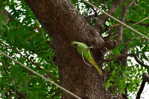 Parrot sitting on the tree 写真素材