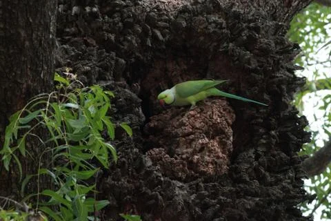 Parrot sitting on the tree Stock Photos
