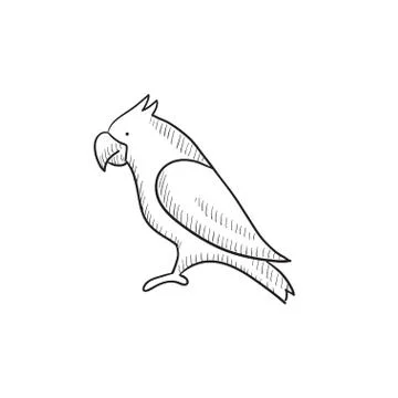 Parrot sketch icon Illustrazione stock
