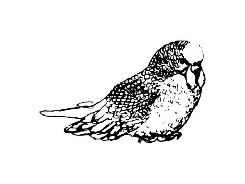 Parrot sketch, vector 스톡 일러스트