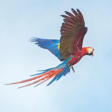 Parrot in the sky 스톡 사진
