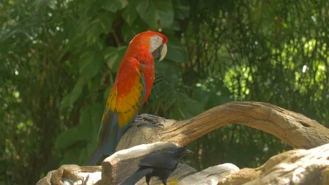 Parrot sleeping on a branch Stock Footage 88022365