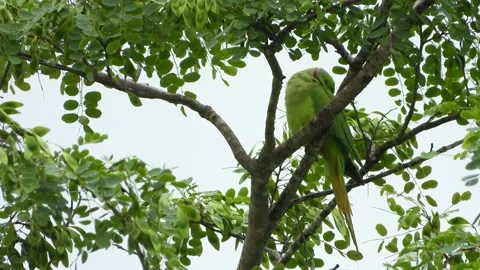 Parrot sleeping on tree UHD MP4 4k ... Stock Footage 138347290