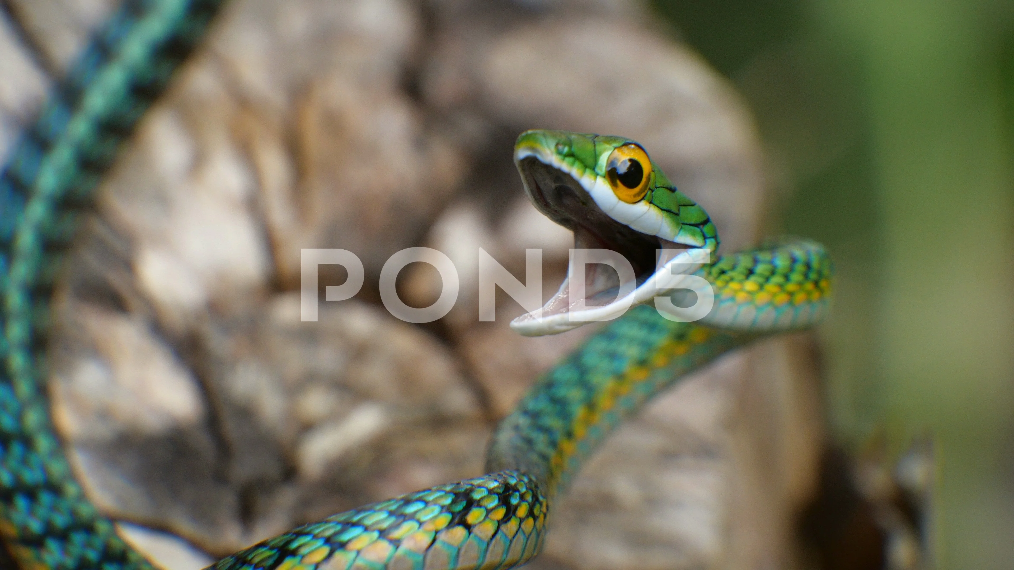 Leptophis Ahaetulla