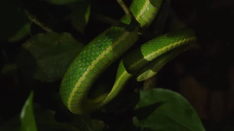 Parrot Snake tangled on branch Stock-Footage 321766690