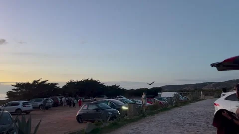 Parrot soaring through the sky above Guincho Beach in Portugal at sunset Stockbeeldmateriaal 295660337