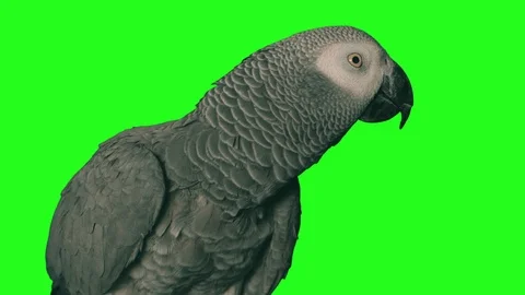 Parrot on a solid green background. shot with tungsten light. Stock Footage 118998676