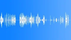 Parrot SoundsSound Effect
