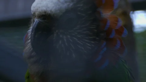 Parrot spreading his head feathers 스톡 동영상 116754685