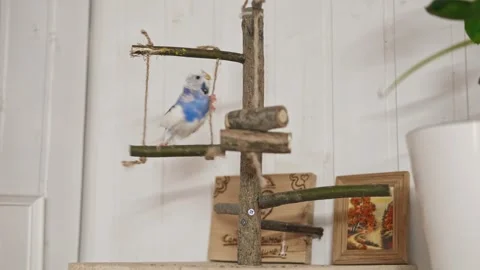 Parrot Stand Parakeet Perch. Tee Play Stand Wooden Bird Tabletop Playground Stock Footage 274133664