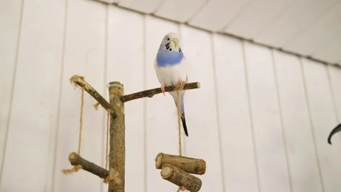 Parrot Stand Parakeet Perch. Tee Play Stand Wooden Bird Tabletop Playground Stock Footage 275376927