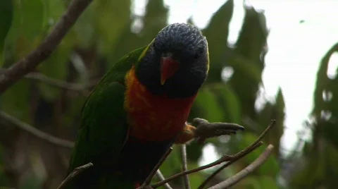 A parrot stands on a tree branch. Stock Footage 553246