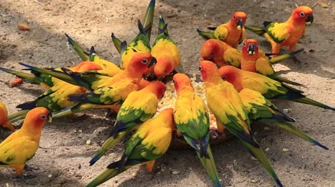Parrot Sun Conure, Aratinga solstitialis, Safari World. Bangkok, Thailand Stock Footage 60641258