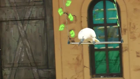 Parrot swinging on swing in show 库存影片 343698144