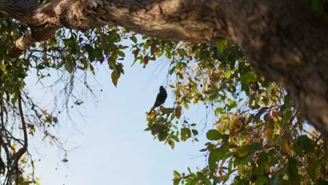 Parrot swinging in tree Stock Footage 323041033