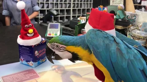 Parrot Takes Down Santa Imposter - 19 Dec 2016 Video stock 205301759